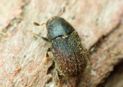 Боремся с вредителями и болезнями туи. Признак появления вредителей и заболеваний у туй 03