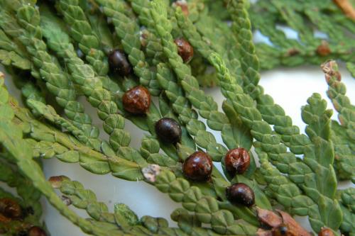 Болезни туи. Заболевания туи и их лечение