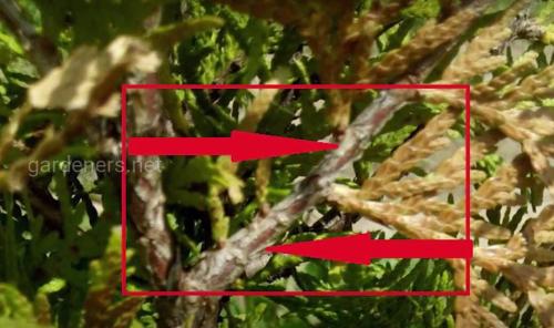 Туевая тля. Вредители туи