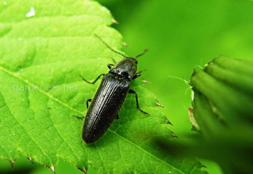 Туевая тля. Вредители туи