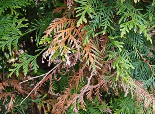 Болезни туи. Заболевания туи и их лечение