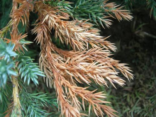 Болезни туй и можжевельников. Заболевания туи и их лечение