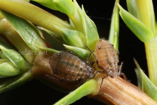 Туевая тля. Вредители туи