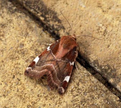 Белые жучки в малине. Класс бабочки