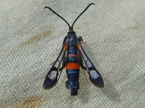 Белые жучки в малине. Класс бабочки