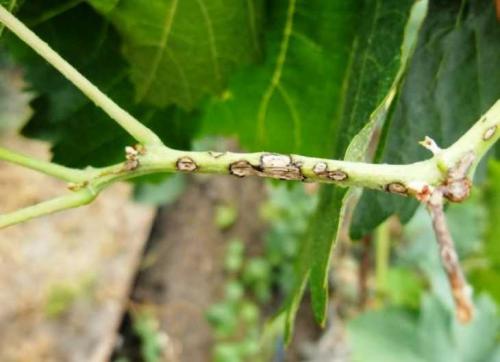 Белые жучки в малине. Класс бабочки