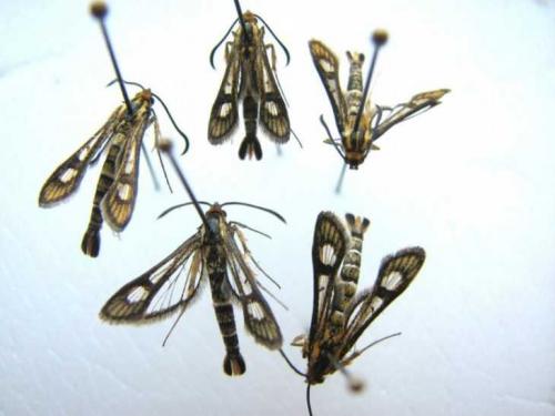 Белые жучки в малине. Класс бабочки