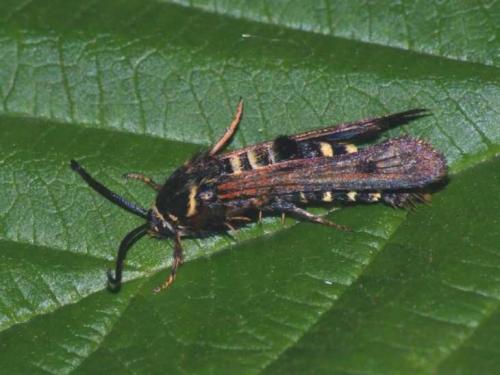 Белые жучки в малине. Класс бабочки