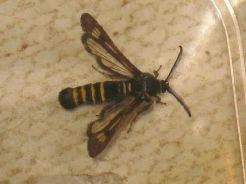 Белые жучки в малине. Класс бабочки