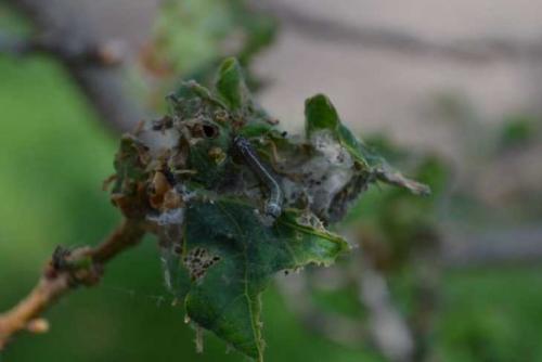 Белые жучки в малине. Класс бабочки