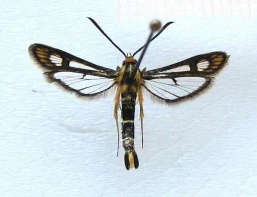 Белые жучки в малине. Класс бабочки