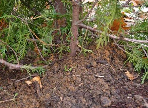 Туи желтеют и осыпаются. Естественные причины изменения окраски хвои осенью