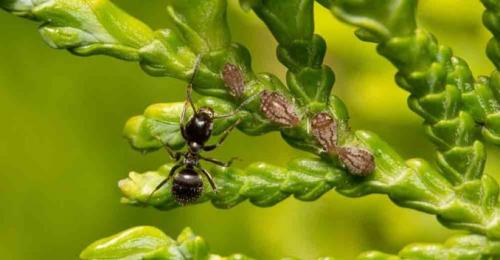 Чем обработать туи от желтизны. Туя сохнет и желтеет: что делать в домашних условиях?