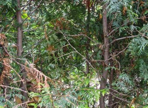 Туи желтеют и осыпаются. Естественные причины изменения окраски хвои осенью