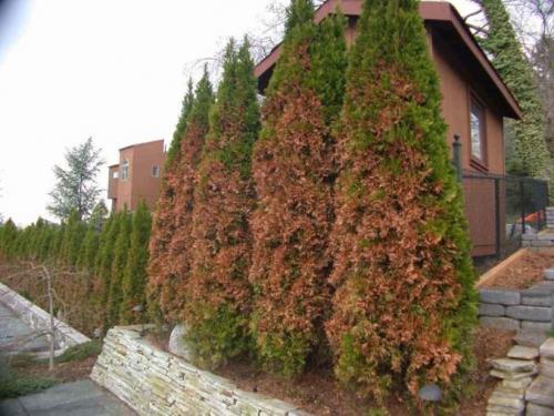 Чем обработать туи от желтизны. Туя сохнет и желтеет: что делать в домашних условиях?