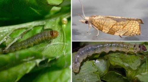 Чем обработать туи от желтизны. Туя сохнет и желтеет: что делать в домашних условиях?