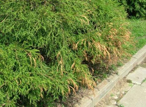 Туи желтеют и осыпаются. Естественные причины изменения окраски хвои осенью