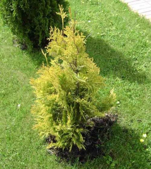 Чем обработать туи от желтизны. Туя сохнет и желтеет: что делать в домашних условиях?