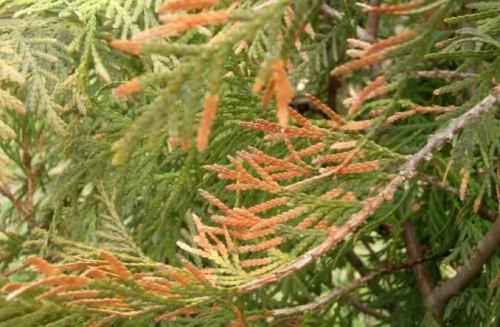 Чем обработать туи от желтизны. Туя сохнет и желтеет: что делать в домашних условиях?