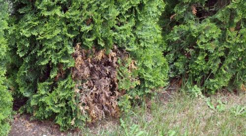 Туи желтеют и осыпаются. Естественные причины изменения окраски хвои осенью 04