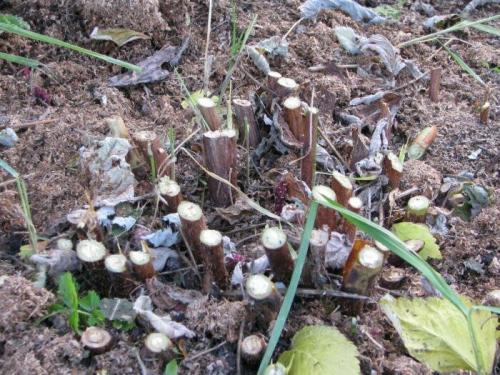 Посадка малины осенью когда и как посадить.. Особенности осенней посадки малины: плюсы и минусы 11