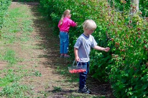 Посадка малины осенью когда и как посадить.. Особенности осенней посадки малины: плюсы и минусы 07