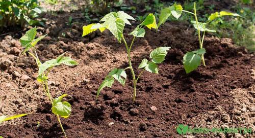 Посадка малины осенью когда и как посадить.. Особенности осенней посадки малины: плюсы и минусы 14
