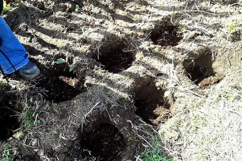 На какую глубину сажать малину осенью. Когда и как сажать малину осенью