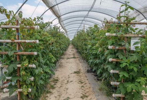 Посадка малины осенью когда и как посадить.. Особенности осенней посадки малины: плюсы и минусы 10