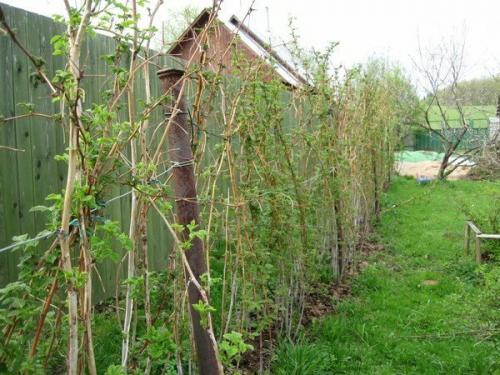 Посадка малины осенью когда и как посадить.. Особенности осенней посадки малины: плюсы и минусы 08