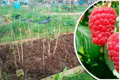 На какую глубину сажать малину осенью. Когда и как сажать малину осенью