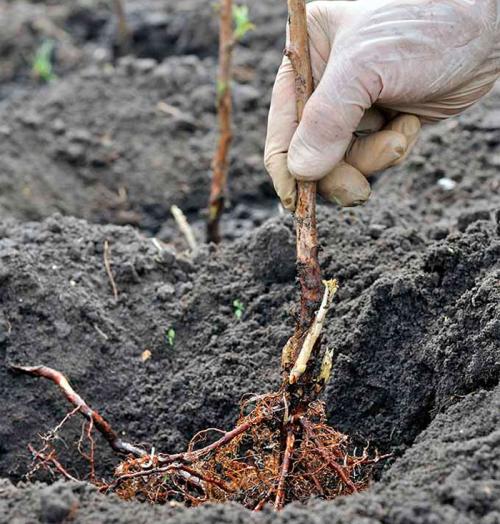 Посадка ремонтантной малины осенью. Весенняя посадка
