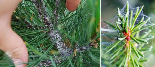 Болезни и вредители хвойных. Добавление статьи в новую подборку 01