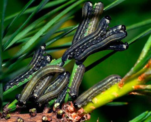 Болезни и вредители хвойных. Добавление статьи в новую подборку 02