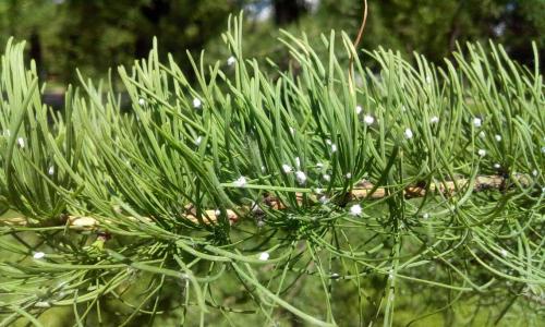 Болезни и вредители хвойных. Добавление статьи в новую подборку 03