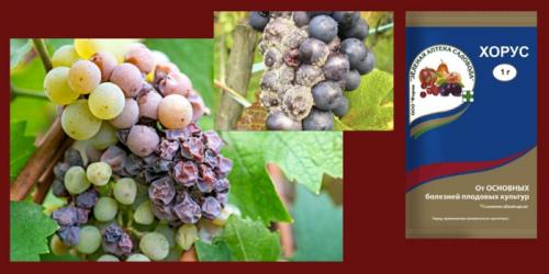 Хорус для хвойных, как разводить. Как и когда применять Хорус для разных культур