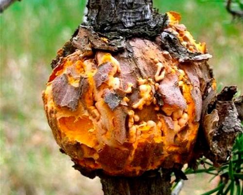 Лучший фунгицид для хвойных. Виды ржавчины у хвойных