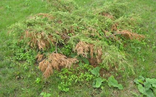 Лучший фунгицид для хвойных. Виды ржавчины у хвойных