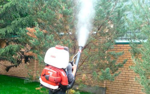 Лучший фунгицид для хвойных. Виды ржавчины у хвойных