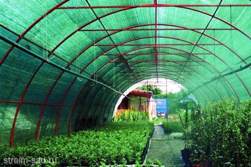 Сетка для хвойных растений. Рекомендации