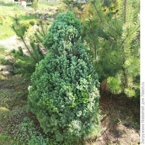 Укрытие хвойных на зиму. Хвойные и зимовка –, что накрываем, а что нет