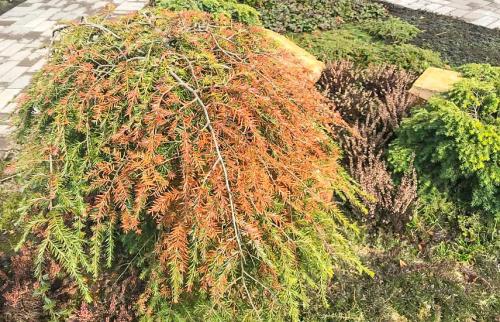 Средство от ожогов хвойников. Солнечные ожоги у хвойных –, что делать, как бороться?