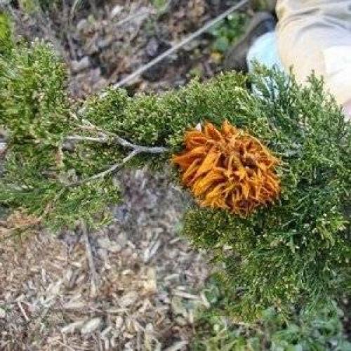 Ржавчина это грибок. Основные симптомы ржавчины растений