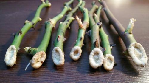 Защита хвойных от ожогов. Весенние повреждения хвойных растений – ожоговые и не только 16