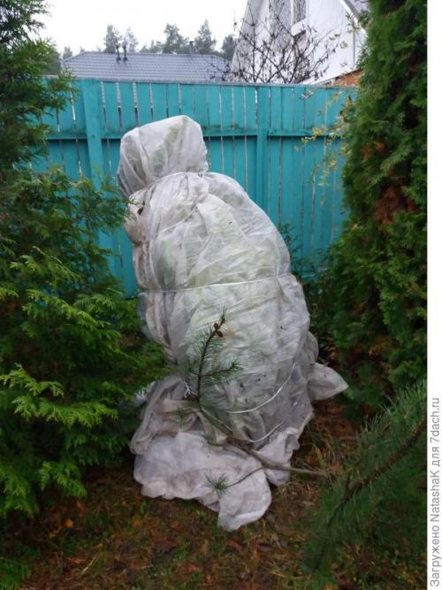 Укрытие хвойных на зиму. Хвойные и зимовка –, что накрываем, а что нет