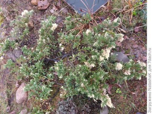 Укрытие хвойных на зиму. Хвойные и зимовка –, что накрываем, а что нет