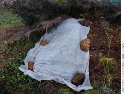 Укрытие хвойных на зиму. Хвойные и зимовка –, что накрываем, а что нет