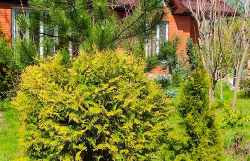 Средство от ожогов хвойников. Солнечные ожоги у хвойных –, что делать, как бороться?