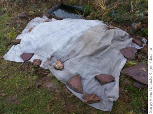 Укрытие хвойных на зиму. Хвойные и зимовка –, что накрываем, а что нет