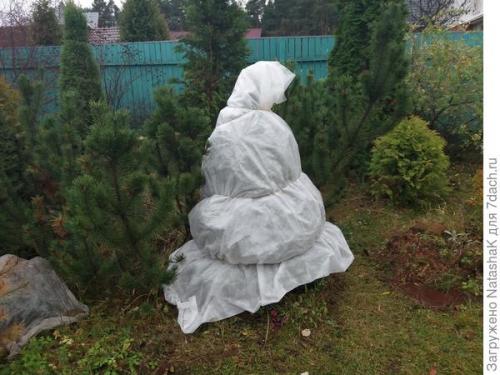 Укрытие хвойных на зиму. Хвойные и зимовка –, что накрываем, а что нет